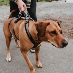 Hunter Sicherheitsgeschirr Maldon -Tierbedarf Rabatte hunter veiligheidsharnas maldon 221553 0500 none